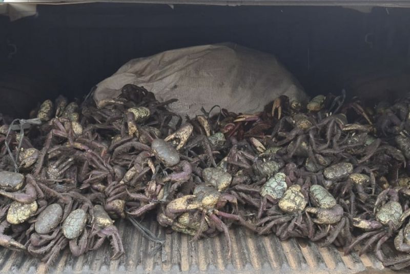 Ideflor-Bio alerta para o último período do defeso do caranguejo-uçá