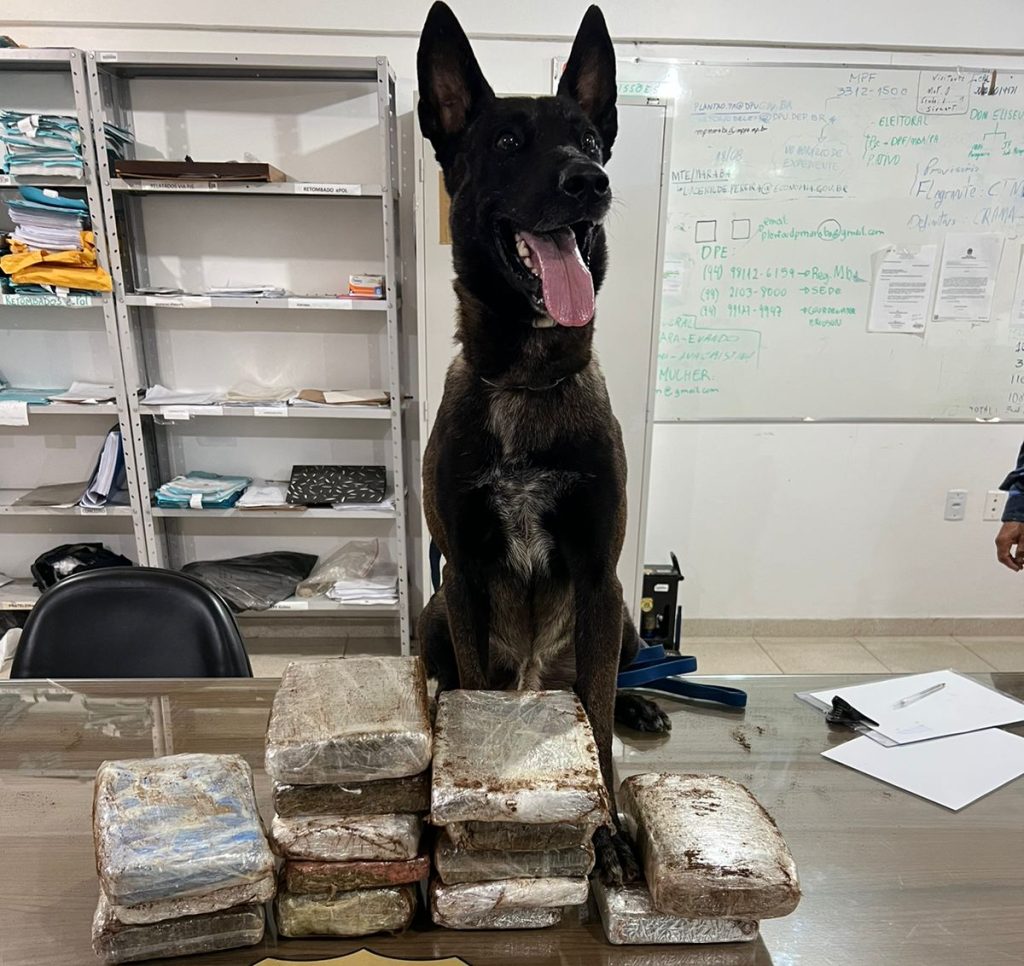 Mulher é presa em Marabá com 15 quilos de supermaconha graças a ação de cão farejador