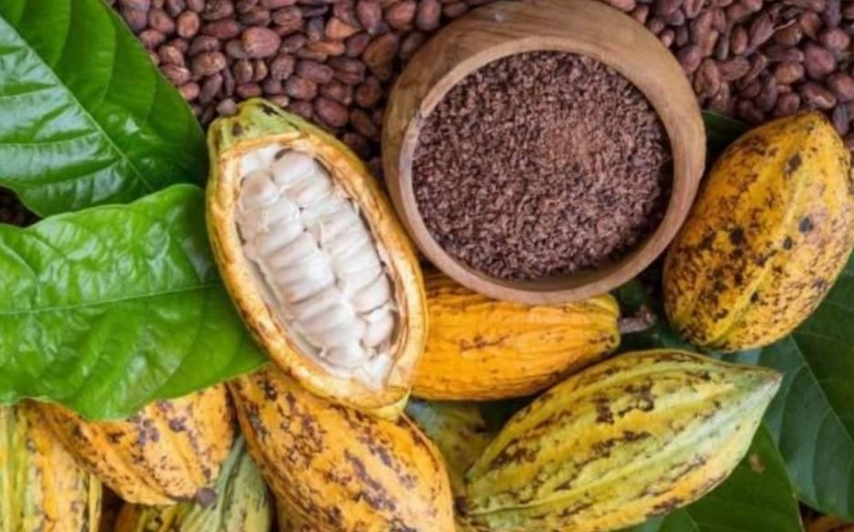 Tucumã, São Félix do Xingu e Ourilândia contribuem para o Pará ser grande produtor de cacau