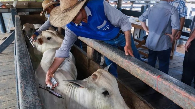 Pará pode suspender vacinação contra a febre aftosa a partir de 2024