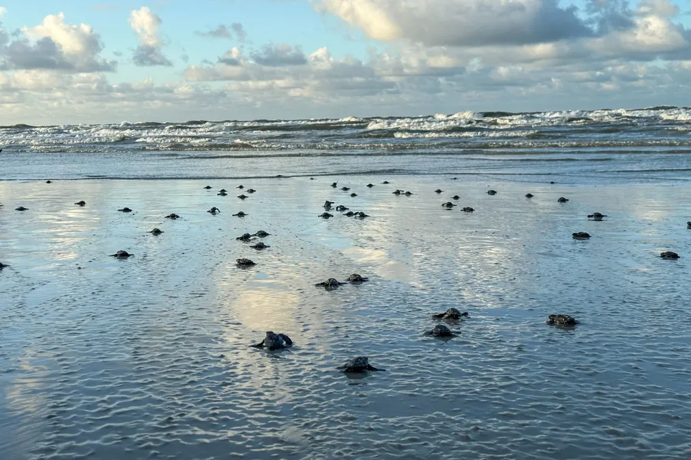 Mais de 100 filhotes de tartarugas são soltos em praia do Pará