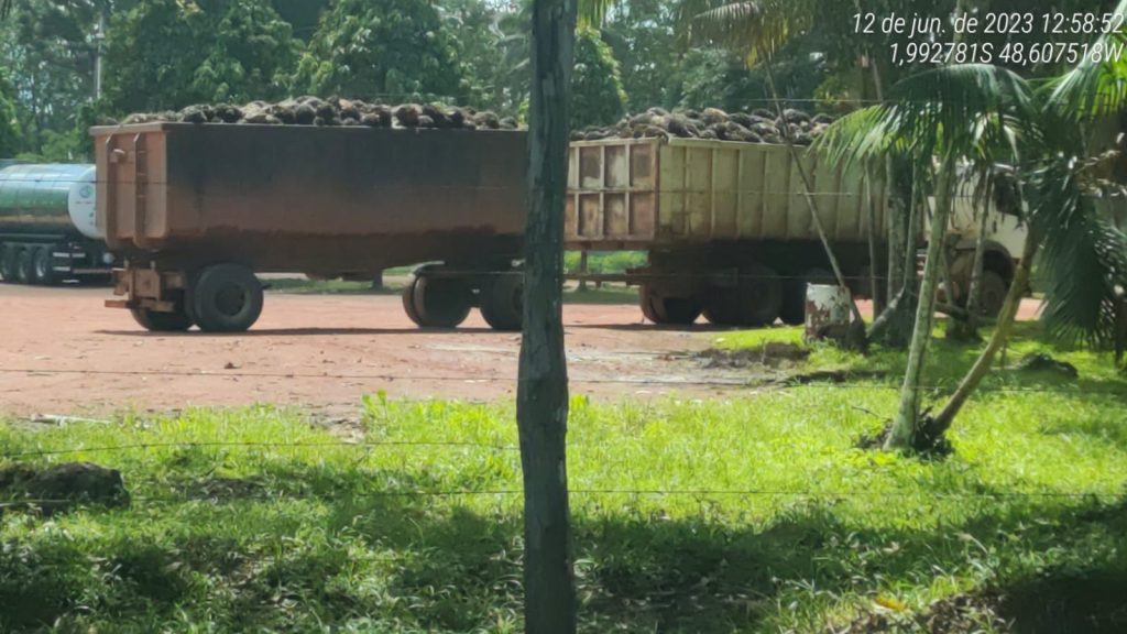 Empresas são flagradas na receptação de dendê furtados por indígenas e quilombolas