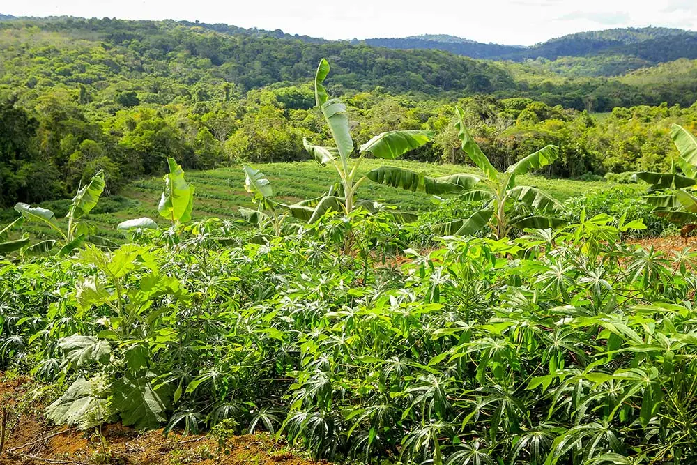 Fundo Vale pretende reflorestar 20 mil hectares no Pará