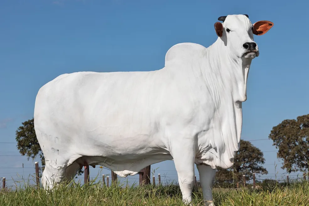 Pedaço de vaca é leiloado por R$ 7 milhões