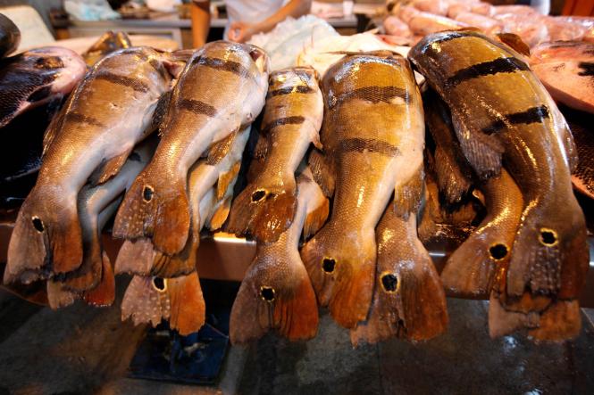 Produção de pescado é apreciada por turistas e tem apoio da Emater