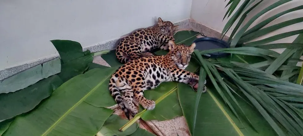 Caça ilegal deixa filhotes de onça-pintada órfãos e com chances de nunca mais voltarem à natureza