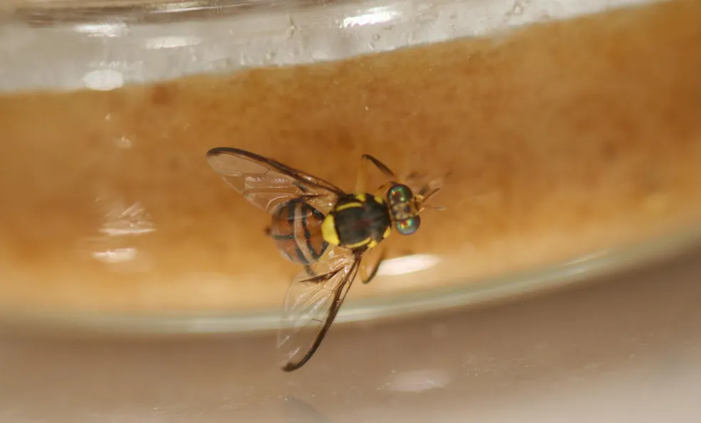 “Mosca maldita” é uma das mais perigosas do mundo