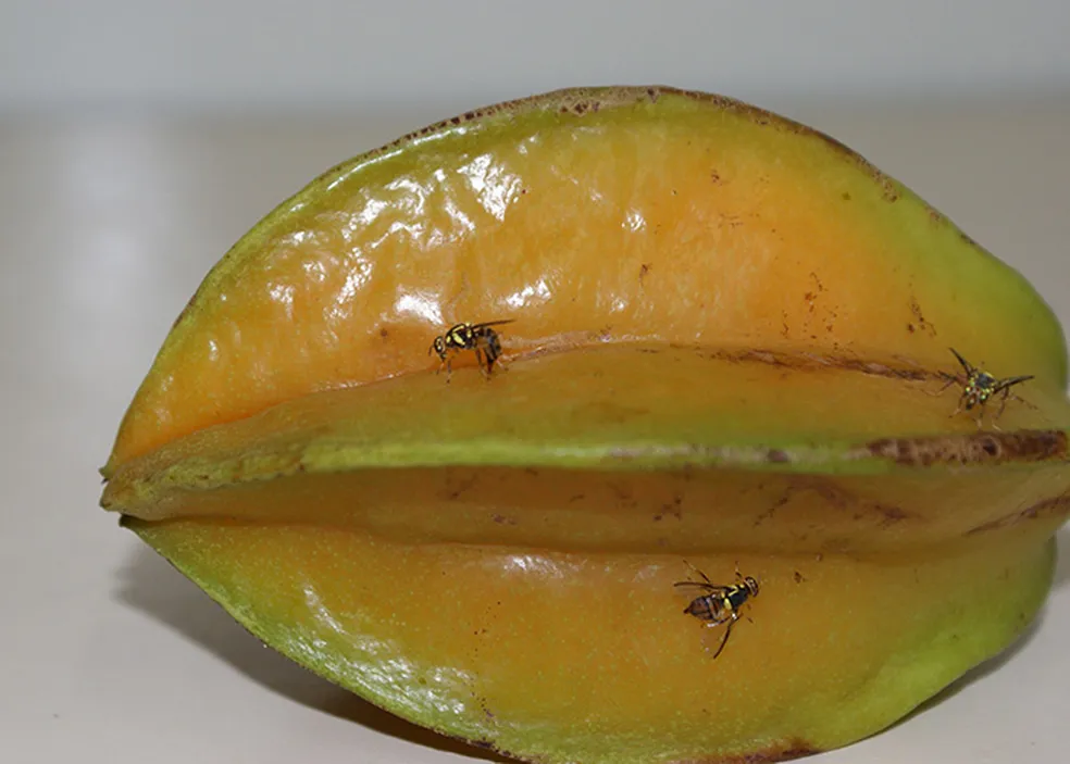 Amazonas entra em emergência após focos de mosca-da-carambola na divisa com o Pará