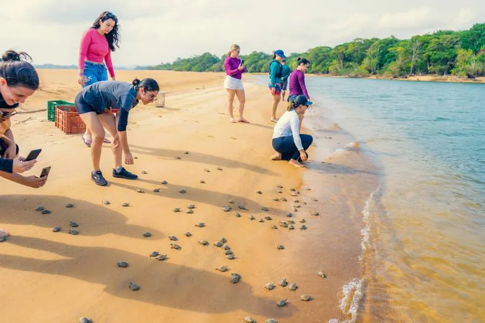 Milhares de filhotes de tartarugas-da-amazônia são soltos na maior área de desova do mundo, no Pará