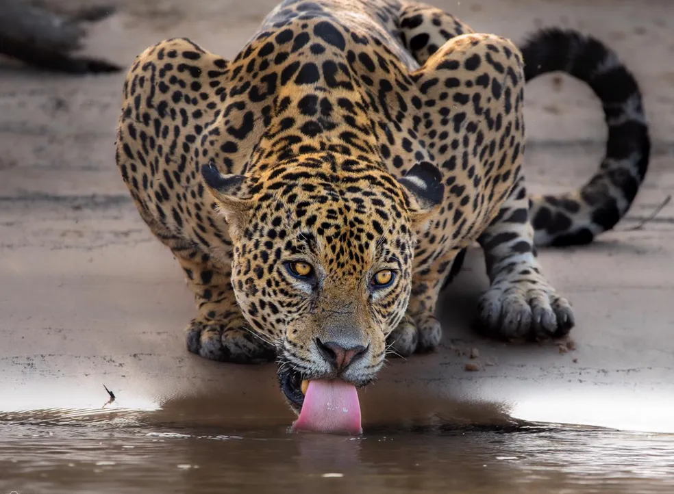 Pantanal: maior planície inundável do mundo é destruída por queimadas e morte de animais