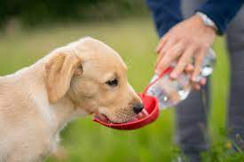 Lei prevê multa de R$ 500 para quem impedir fornecimento de água e comida para animais de rua no TO
