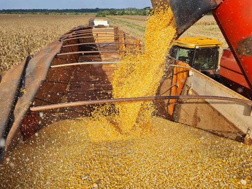 Mato Grosso é destaque na exportação de milho na safra de 2023 com 52%