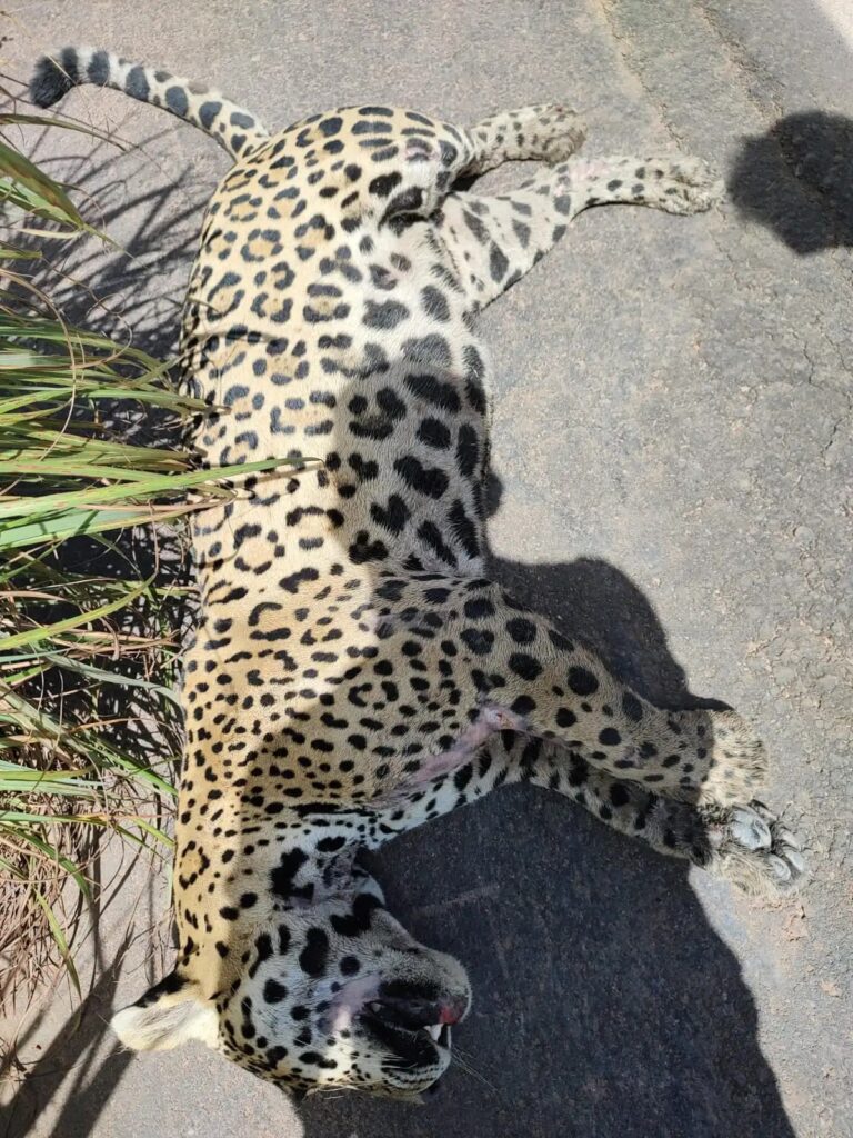 Onça-pintada morre atropelada na PA-279 em Ourilândia