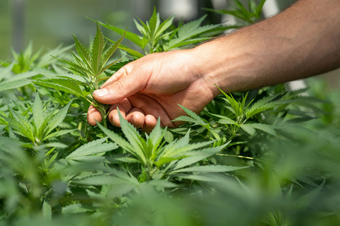 Juíza autoriza morador de Palmas a plantar maconha em casa para uso medicinal e proíbe polícia de prendê-lo