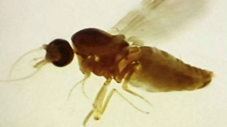 Febre Oropouche: conheça os sintomas e como prevenir a doença transmitida por mosquito