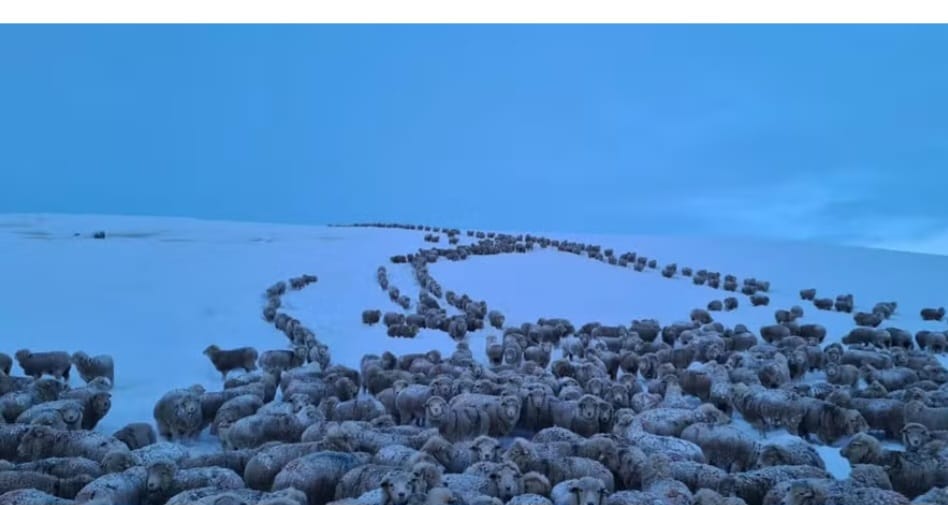 Frio extremo na Patagônia na Argentina congela centenas de ovelhas