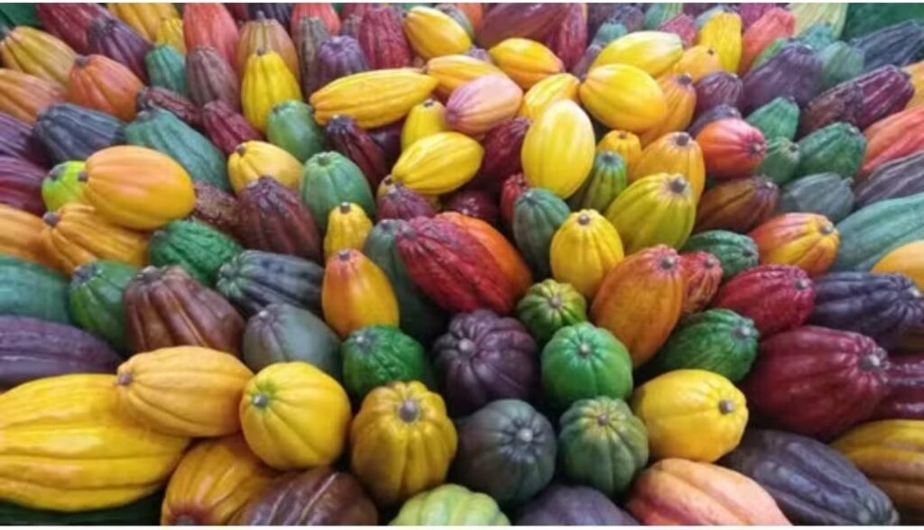 Maior produtor do Brasil, Pará cultiva cacau nativo oriundo de árvores seculares e se torna o novo terroir de chocolates finos do país