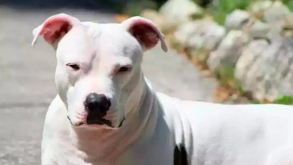 Bebê luta pela vida após ataque brutal de Pitbull em Parauapebas