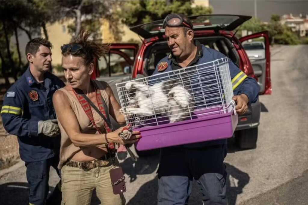 Grécia ordena evacuação por incêndios florestais que se aproximam de Atenas