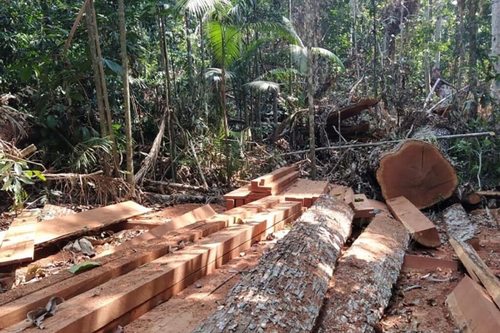 Operação ‘Curupira’ é encerrada com a prisão de dois homens, em São Félix do Xingu, por crimes ambientais