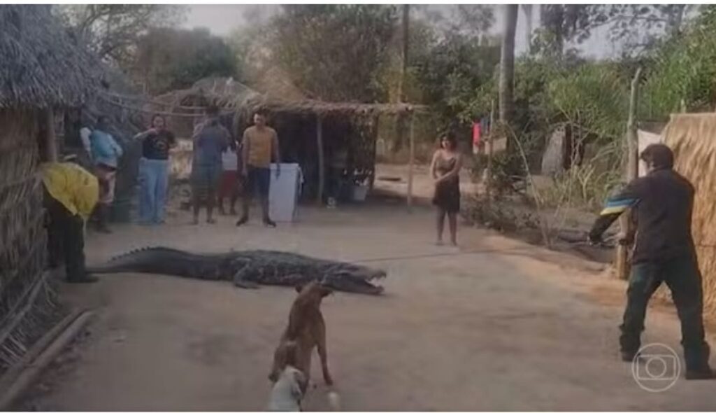 Com fogo descontrolado, animais lutam pela sobrevivência na Ilha do Bananal (TO)