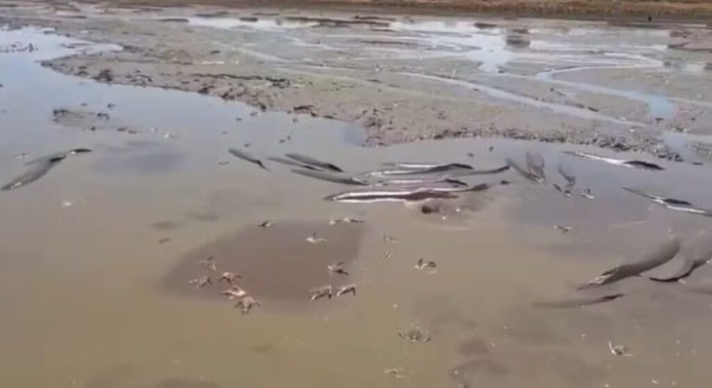 Pirarucus ficam presos e tentam sobreviver em poças de lama após lago quase secar na Ilha do Bananal no Tocantins