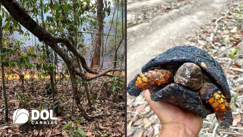 Fogo toma conta de reserva indígena e fazenda em Marabá