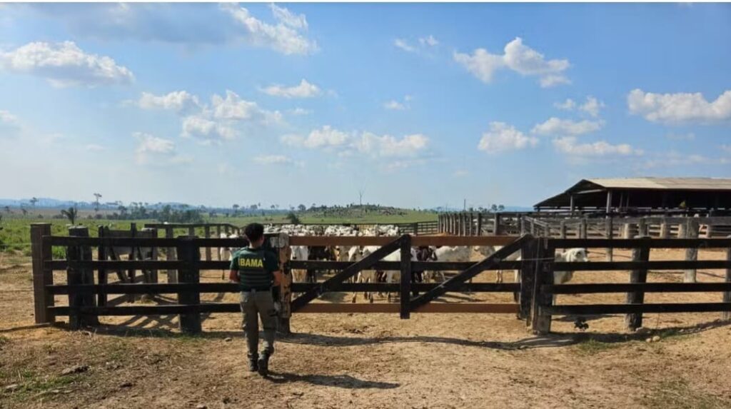 Ibama identifica e multa fazendas que vendiam gado em áreas embargadas por desmatamento ilegal em São Félix do Xingu