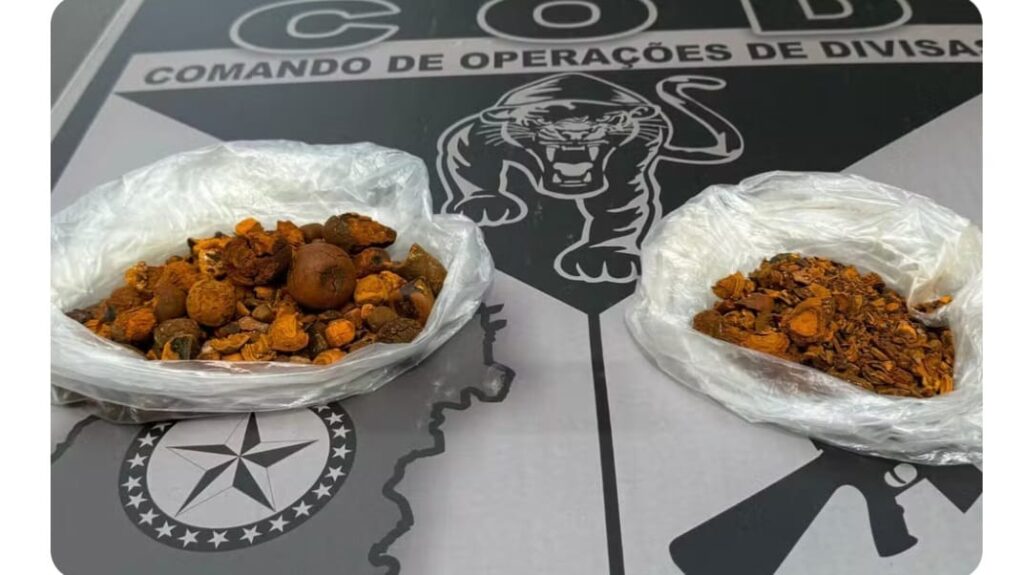 Pedras de vesícula de boi avaliadas em cerca de R$ 1 milhão seriam contrabandeadas para o mercado asiático, diz delegado de Goiás
