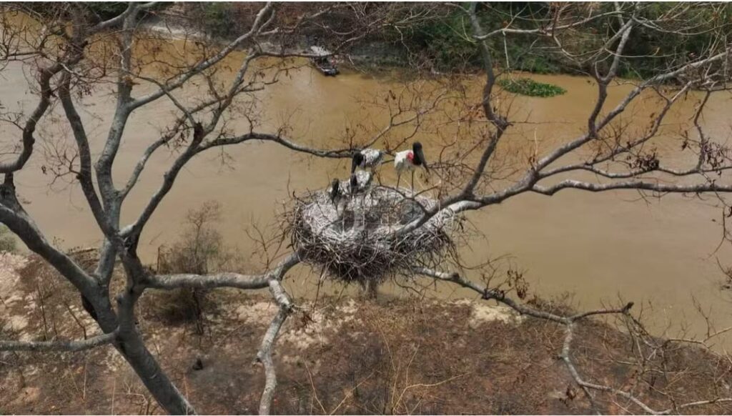Área alagada do Pantanal cai 61% em 35 anos, aponta MapBiomas