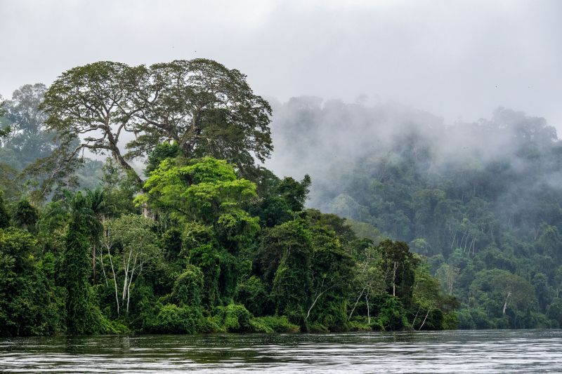 Pará publica Plano Plurianual de Outorga Florestal 2024-2027