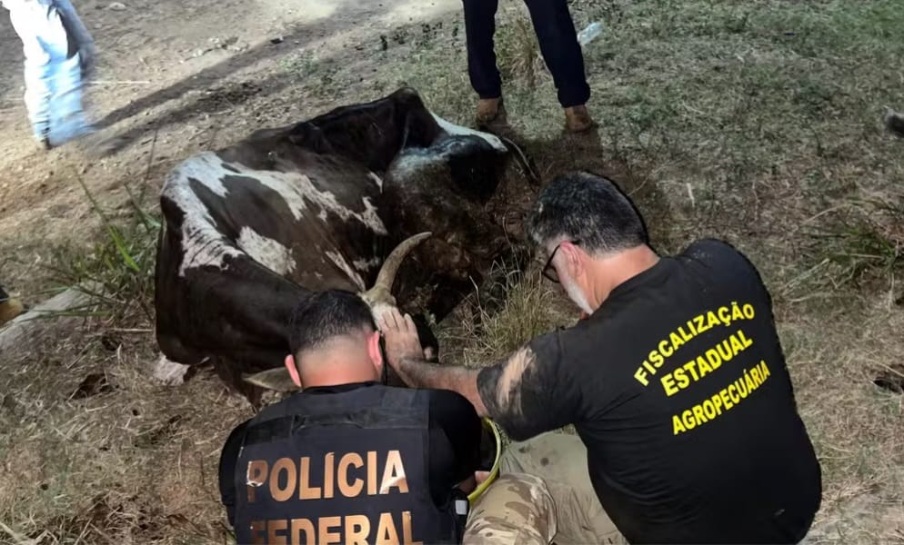 Cerca de 550 animais criados ilegalmente na TI Apyterewa, no Pará, são apreendidos em operação