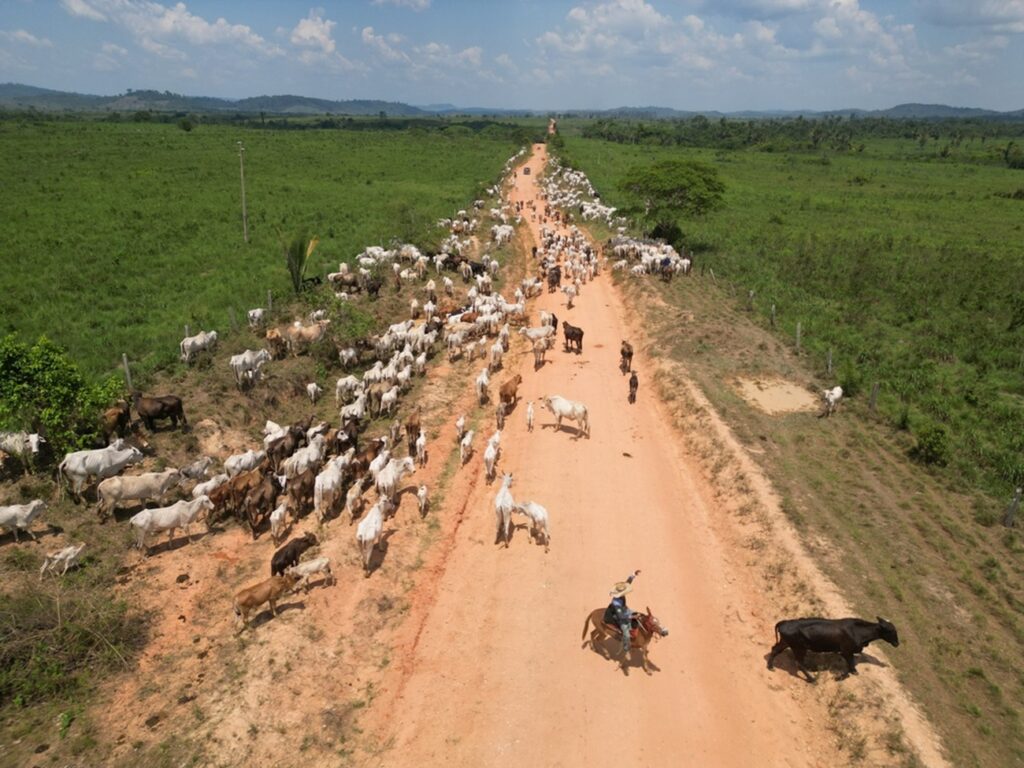 MPF realiza operação contra suspeitos de fraudes e comércio ilegal de bois em Terra Indígena no sul do Pará