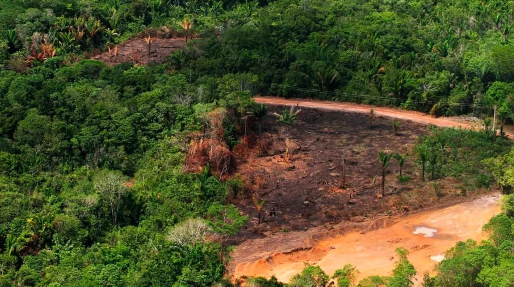 Fazendas embargadas no sul do Pará operavam irregularmente