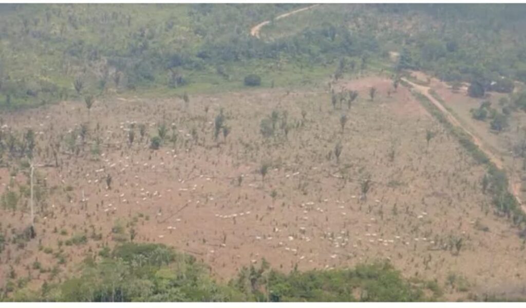 Adepará cancela registros de fazendas ilegais na Terra Indígena Apyterewa em São Félix do Xingu