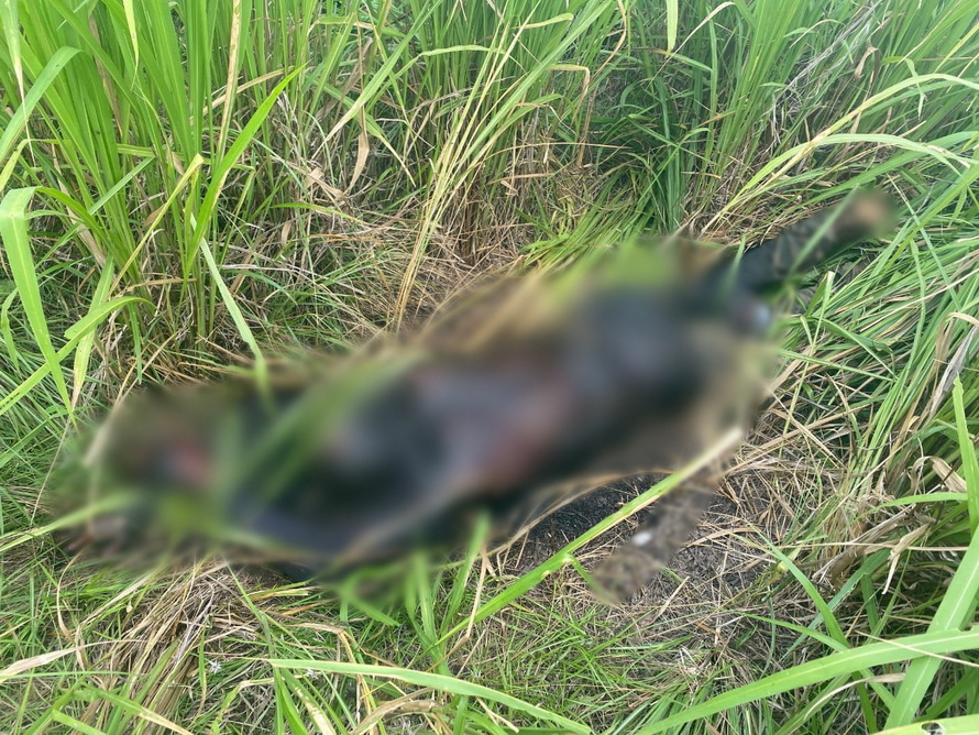 Corpo carbonizado é encontrado em área rural de Itupiranga