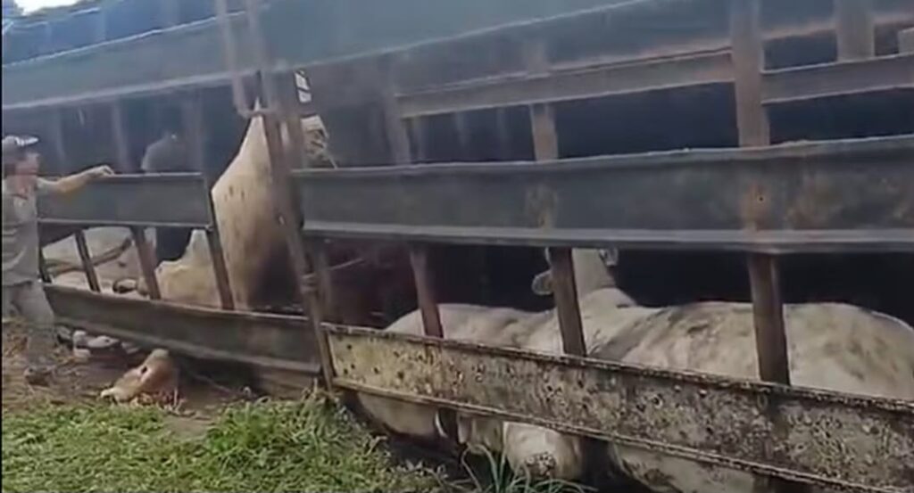 Carreta que transportava bois tomba em rodovia e deixa 16 animais mortos em MT