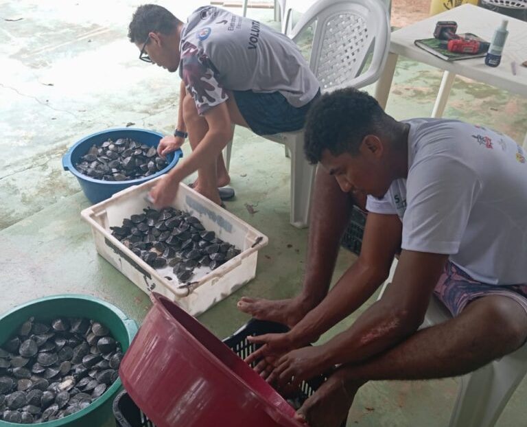 25 mil filhotes de tartarugas e tracajás retornam ao Rio Tocantins