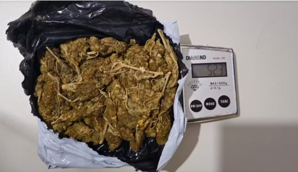 No TO, Casal é preso suspeito de receber pacote de maconha pelos Correios