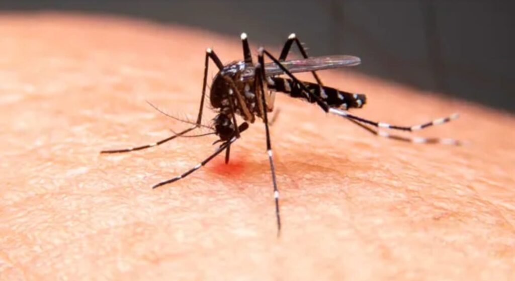 MT registra mais de 84% das mortes por chikungunya no Brasil