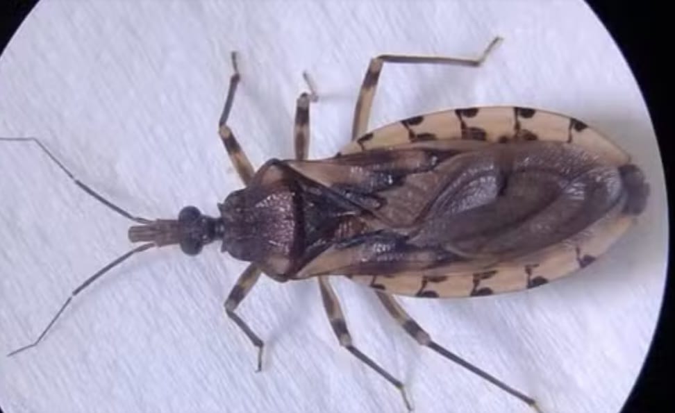 Pará registra 13 casos de doença de Chagas em 2025