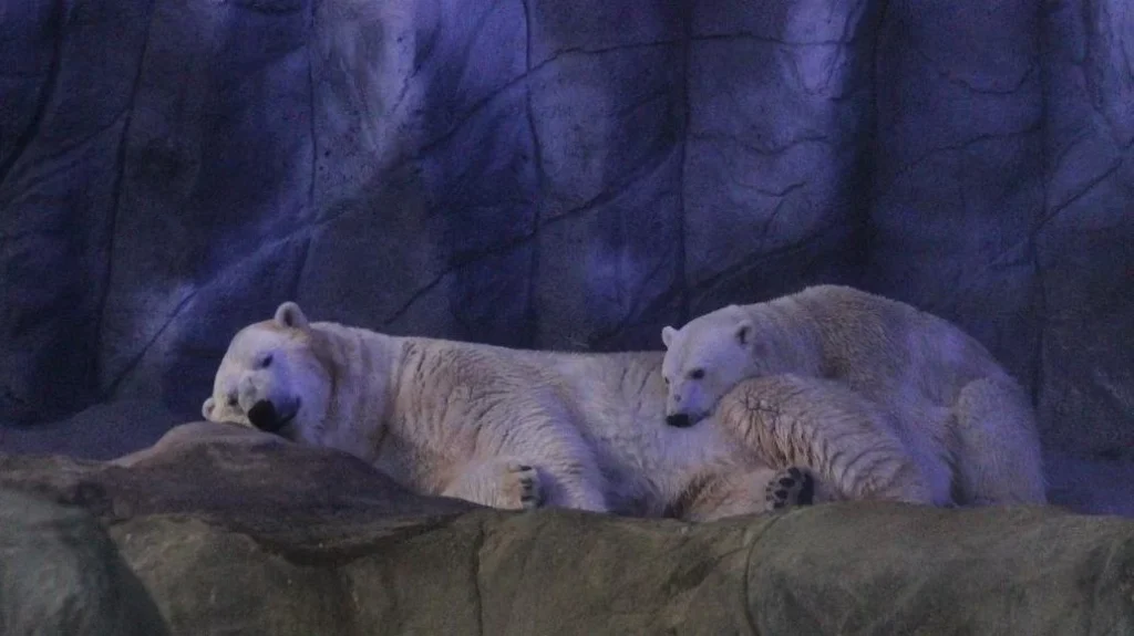 Nasce no Aquário de SP a primeira ursa polar da América Latina