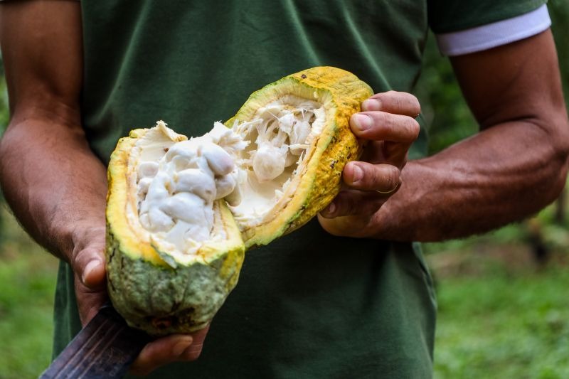 Produção de cacau do Pará aumenta 4%, aponta Sedap