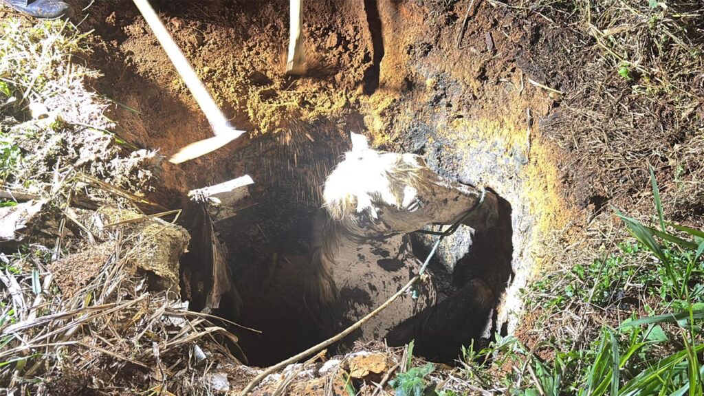Égua é resgatada de fossa em Parauapebas