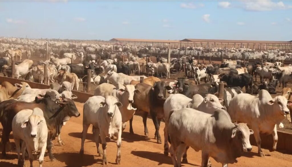 Tocantins bate recorde na produção de gado e tem quase nove vezes mais bovinos que habitantes
