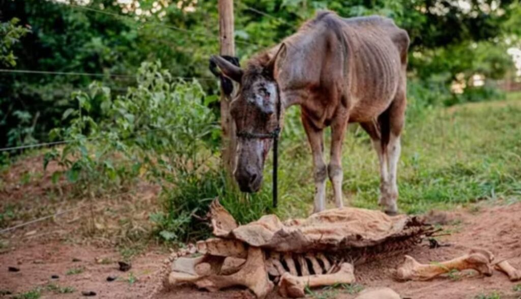 Abatedouro clandestino de cavalos comercializava carne e mantinha mais de 40 cavalos sem água nem comida, diz polícia