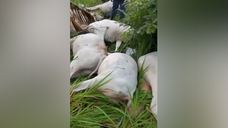 Raio atinge palmeira em Pacajá e mata nove animais, avaliados em R$ 30 mil