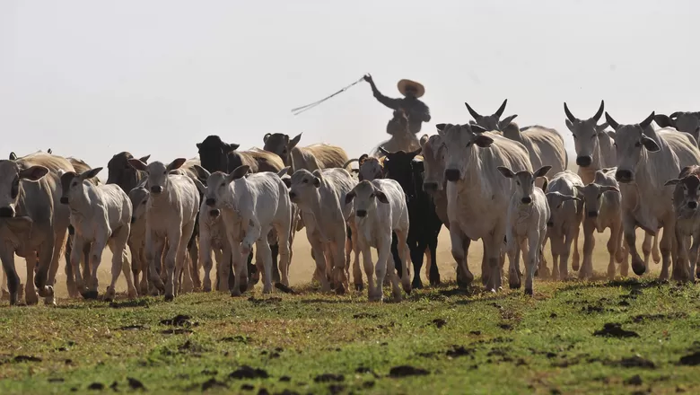 Pará lidera produção de soja, milho, cacau e criação de búfalos