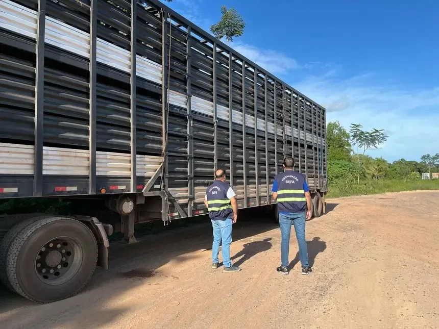 Sefa apreende 90 cabeças de gado bovino na Transamazônica
