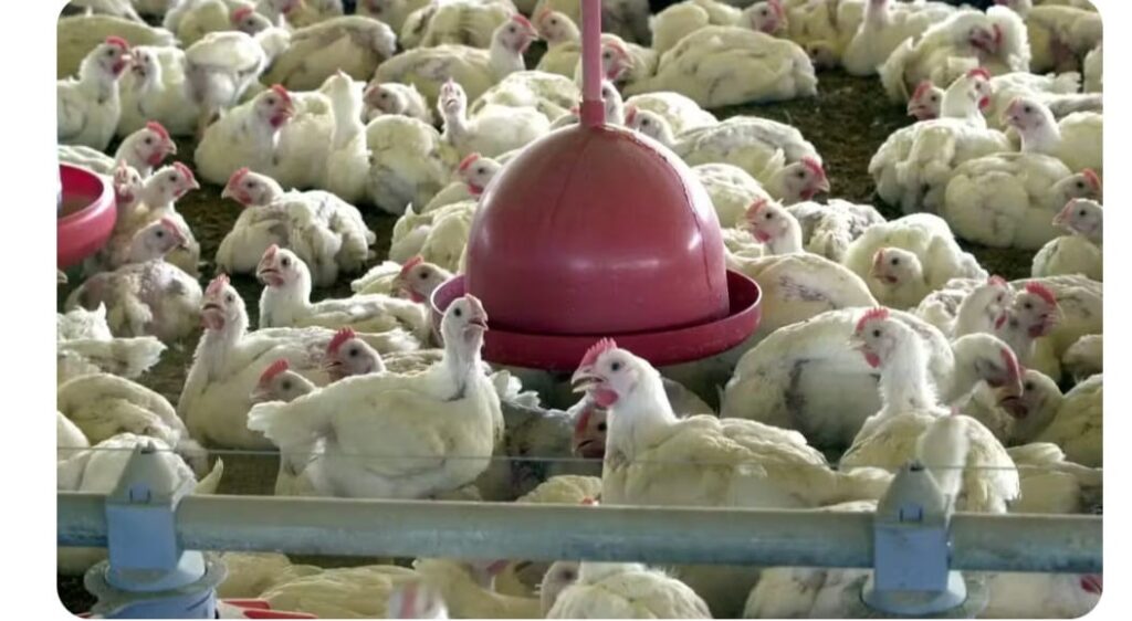 China suspende compra de frango por 60 dias após 1º caso de gripe aviária no Brasil